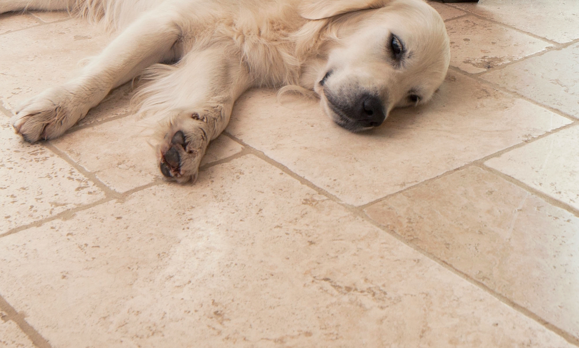 Een hond ligt op een lichtgekleurde travertijnen vloer