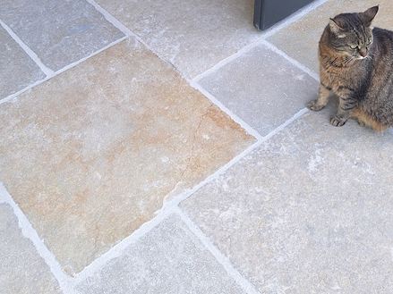 Kalksteen_Java_Sand_Cat_Galerij 1