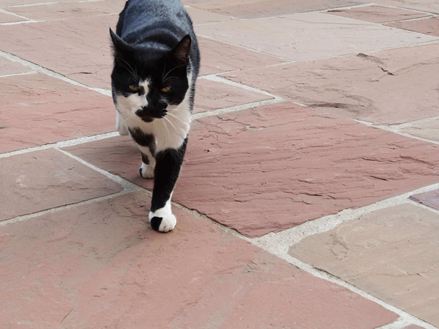Kat zweeft over platen rood zandsteen