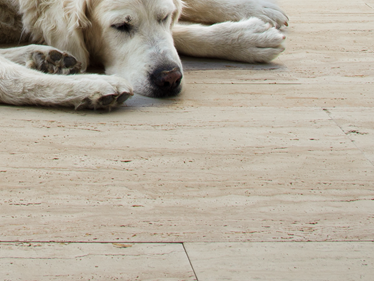 Terrasplaten Travertin Natura hond dichtbij Galerij 1
