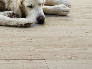 Terrasplaten Travertin Natura hond dichtbij Galerij 1