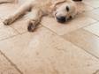 Hond ligt op travertin tegels Licht