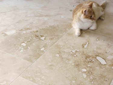 Klantenfoto: Tegels onyx met kat