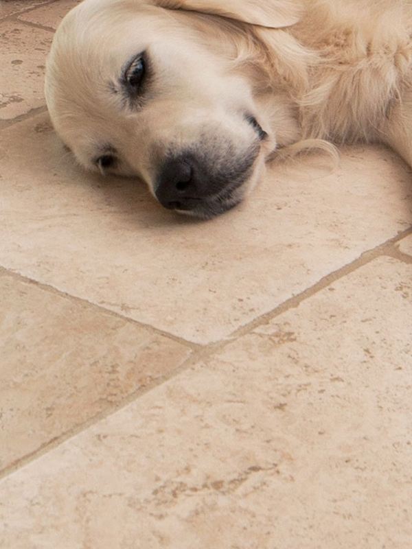 Hond ligt ontspannen op lichtgekleurde travertin tegels