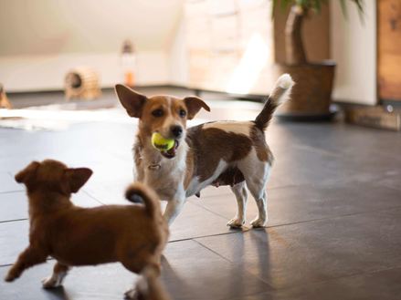 Twee honden spelen op donkere leistenen tegels Mustang