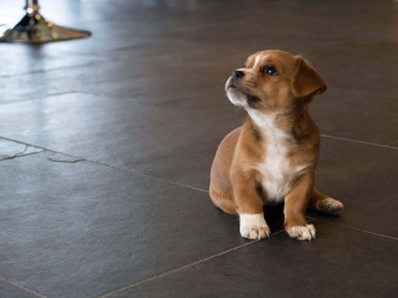 Puppy op leisteen Mustang