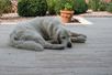hond ligt op travertin natura