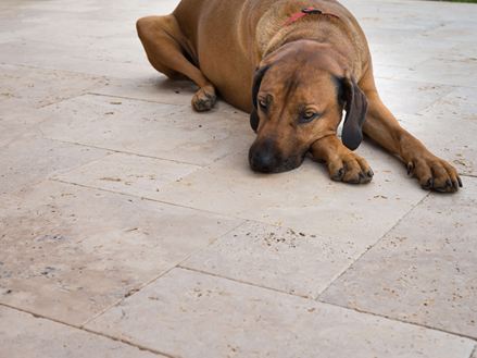 Hond ligt te relaxen op een travertijn terras