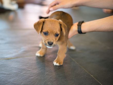Een vloer waar zelfs kleine puppy's dol op zijn: een leistenen vloer geeft ze iets om op rond te rennen!