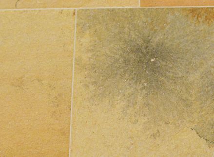 Blikvanger: bloemen en fossiele insluitsels geven "Solnhofener" zijn speciale charme